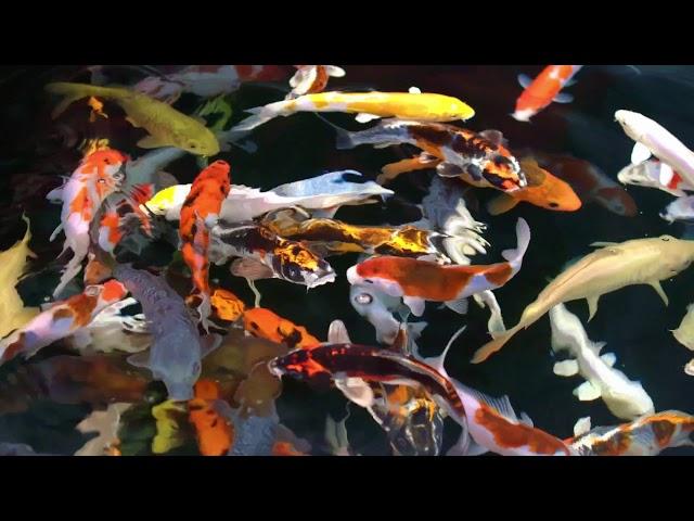 Pond Supplies | KOI MARKET AQUATIC GARDENS