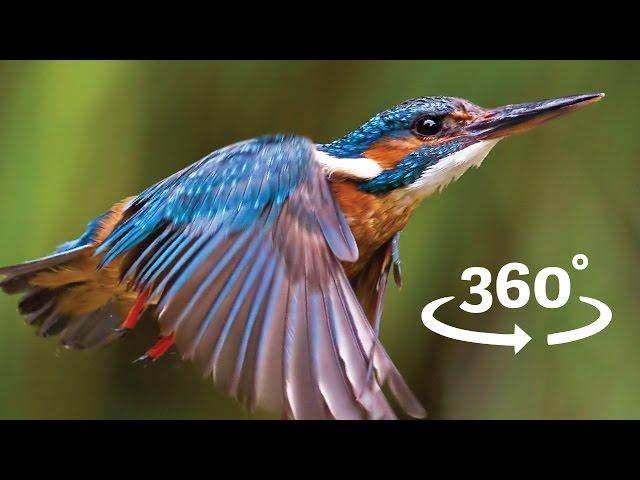 Flight of the Kingfisher VR / 360 Bird Flight Experience Wales