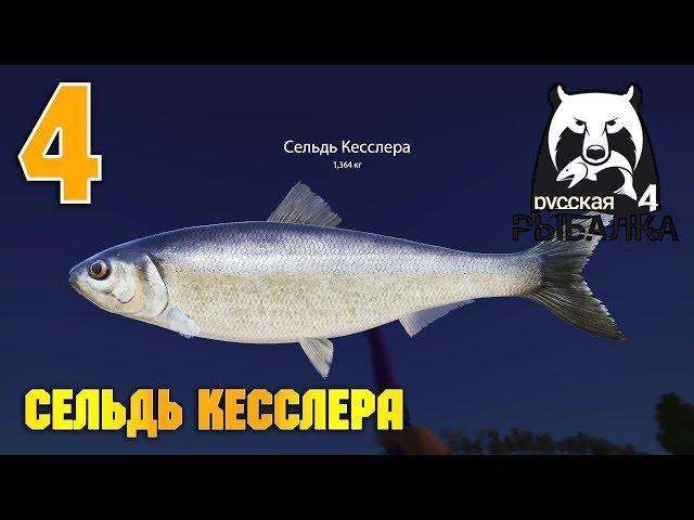 Русская Рыбалка 4 - Сельдь Кесслера. Где ловить сельдь Кесслера на Ахтубе?