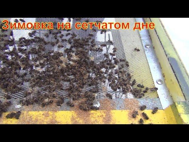 Зимовка пчел в ульях из ППС.  Зимовка на сетчатом дне. Изготовление новых ульев из ППС. Пчелы зимой