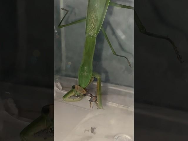 We feed are pet Praying Mantis the first cricket and it’s amazing.