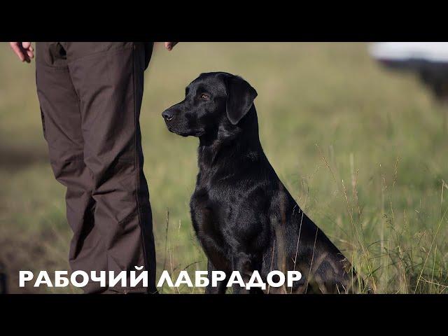 РАБОЧИЙ ЛАБРАДОР МАСТЕР-КЛАСС по ДРЕССИРОВКЕ. В ГОСТЯХ у ЗАВОДЧИКОВ DAVID и STEFANIE LATHEM. ENG SUB