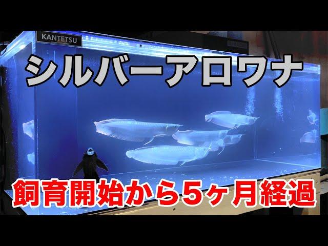 シルバーアロワナ 飼育記録 #14 〜飼育開始5ヶ月と喧嘩しない混泳について〜