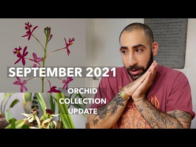 September 2021 Orchid Collection Update