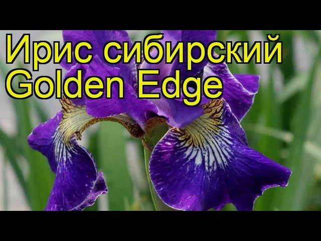 Ирис сибирский Голден Игл. Краткий обзор, описание характеристик iris sibirica Golden Edge