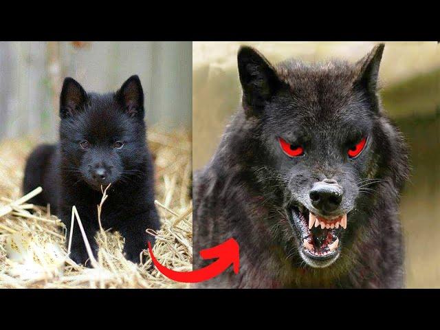 I'm A Big Kid Now || Baby Cute Dogs And Cats Grow Up 2023 #2