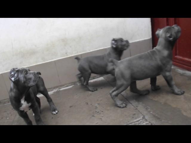 CANE CORSO females 70 days old. Blue puppies