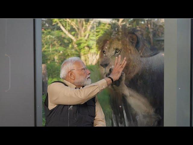 PM Narendra Modi visits Anant Ambani's Vantara; meets Golden tiger & feeds lion cubs | UNCUT video