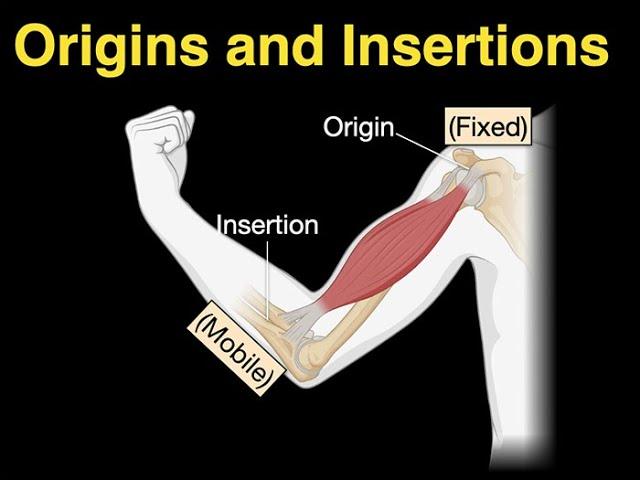 Origins and Insertions