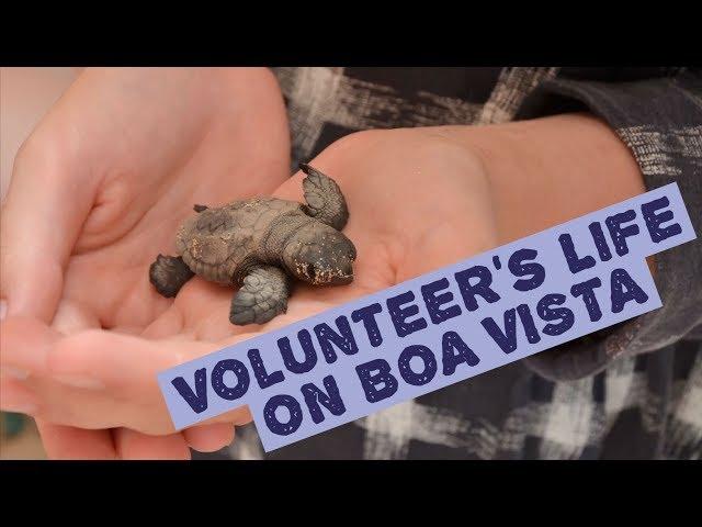 Turtle Foundation - Volunteer's life on Boa Vista (Cabo Verde)