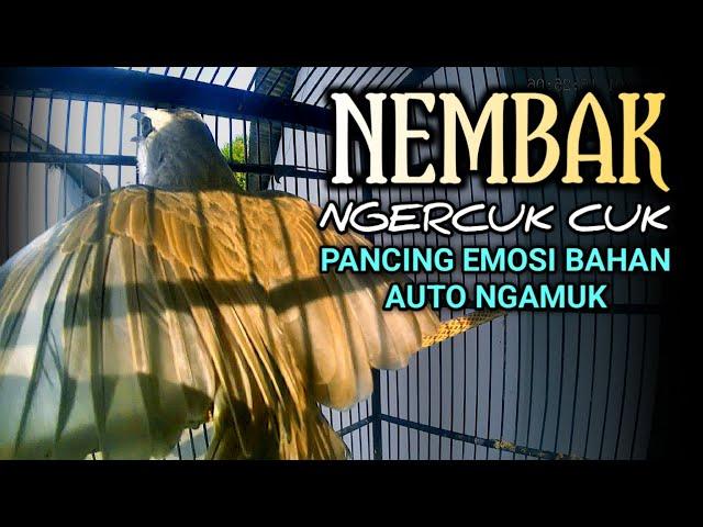 TRUCUKAN GACOR NEMBAK NGERCUK CUK || pancingan, masteran terbaik untuk trucuk dan burung lainya