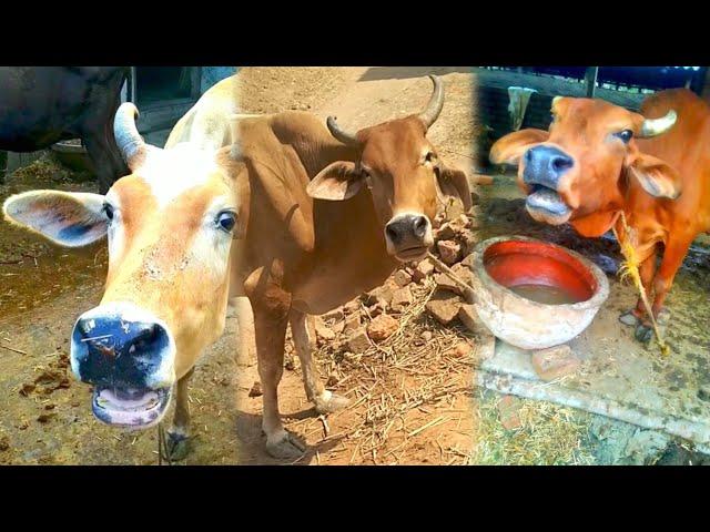 most viewed cow sound #cowsound #cow #viral #village #animals #sound