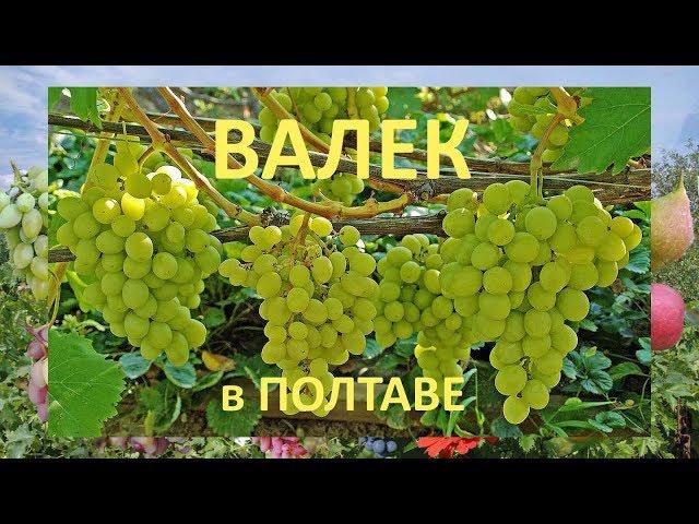 Grapes 2018. Grape Valek. Grapes Review