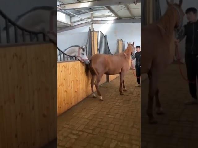 Horses Mating | #shorts #horse #tiktok