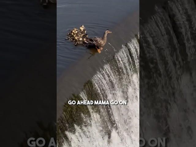 This duckling fell down a waterfall so its mom did this ️