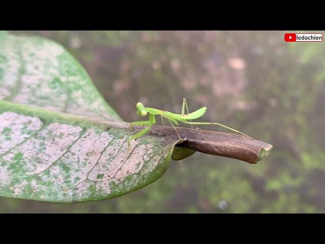 Praying Mantis Baby Bọ ngựa con mới nở