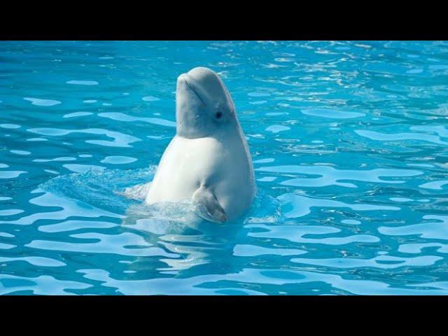 white dolphin meditation with Jackie Dennison