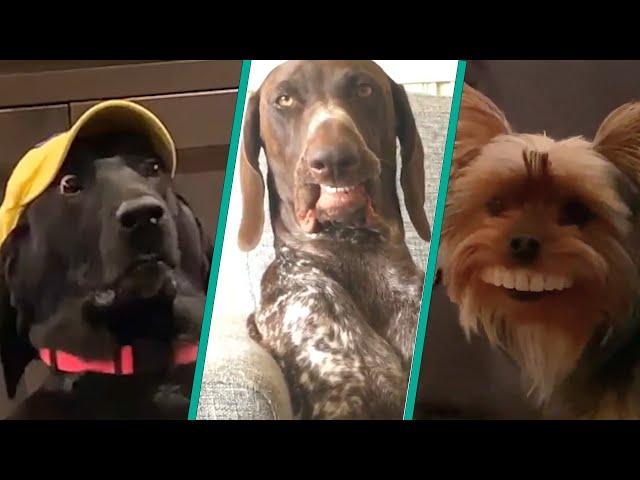 The Ultimate Funny Dogs Compilation 2023 | Funniest Dogs On The Internet