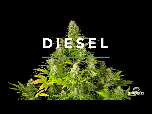 Diesel feminized marijuana strain by Dinafem Seeds