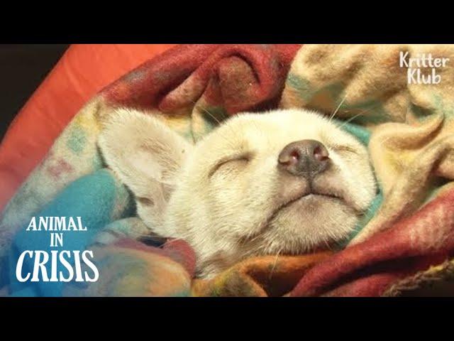 What Happened To A Poor Puppy Falling Into A Deep Sleep For The 1st Time? | Animal in Crisis EP112