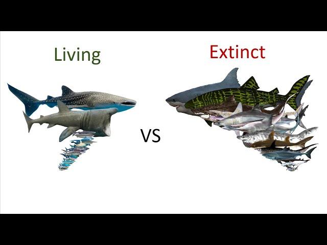 Shark size comparison Living Extinct