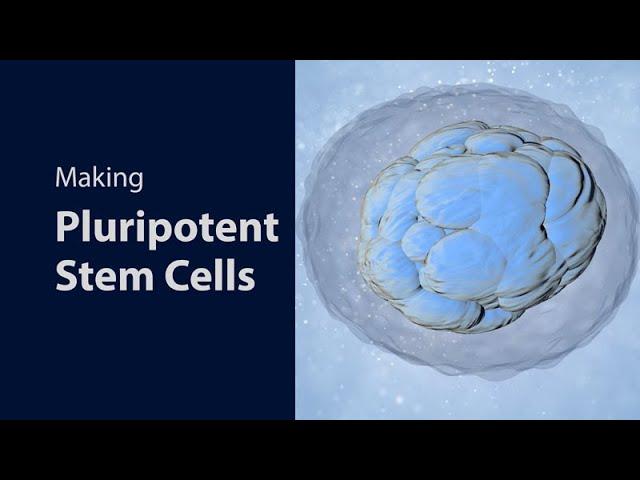 Making Pluripotent Stem Cells