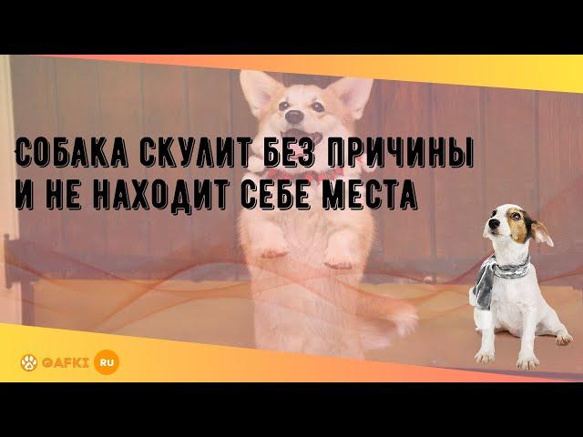 Собака скулит без причины и не находит себе места