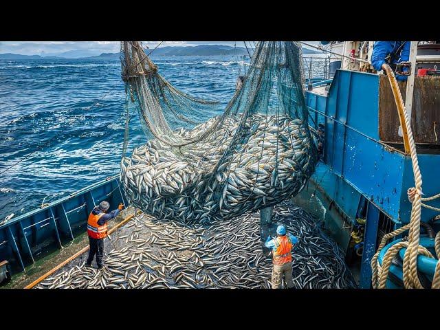 How Fishermen Catch Billions of Sardines Every Day