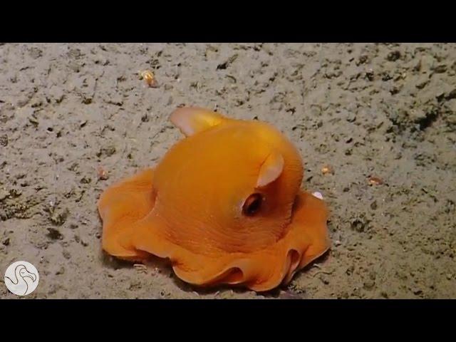 The Dumbo Octopus