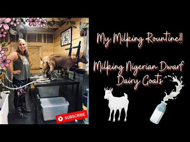 Our Milking Routine | Milking Nigerian Dwarfs