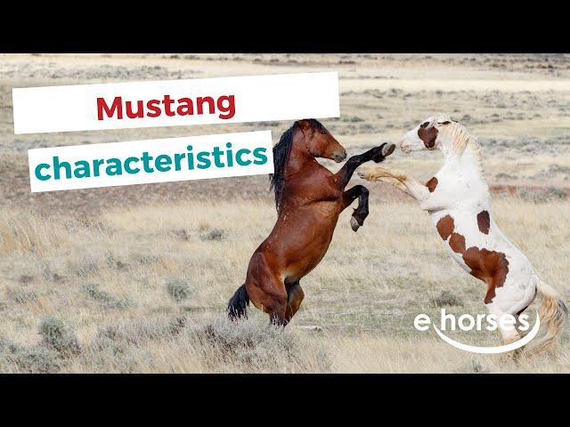 Mustang Horse  | characteristics, origin & disciplines