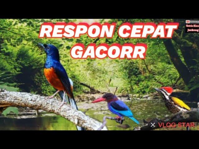 TERAPI BURUNG MURAI BATU LANGSUNG GACORR FULL ISIAN..