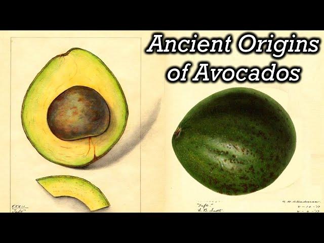 The Strange History of Avocados