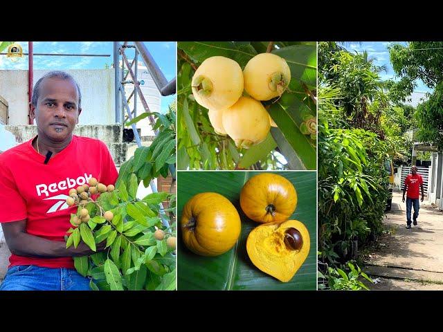  മാലിന്യ കൂമ്പാരം Fruit Garden ആക്കിയ Shibu Bharathan ന്റെ ആ വൈറൽ വീഡിയോ ഇതാണ് ! #exoticfruitgarden