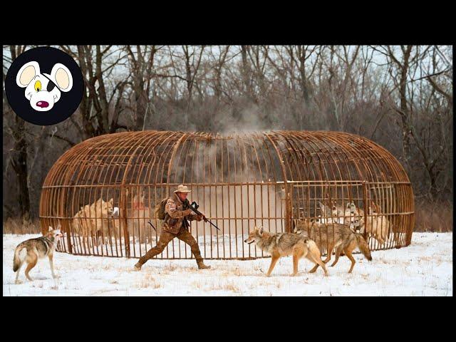 How Farmers and Hunters Deal with Millions of Wolves and Invasive Species During Christmas