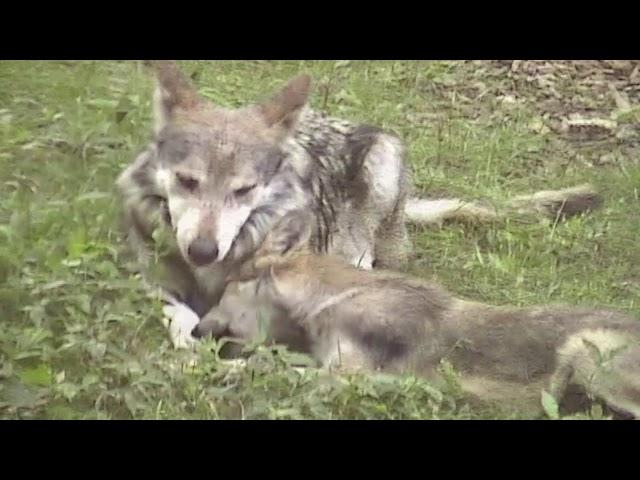 Mexican Gray Wolf Father and Daughter Time