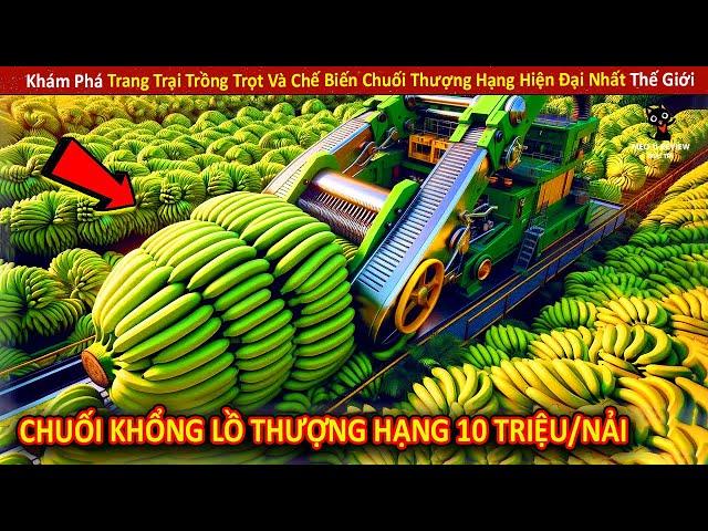 Bí Mật Bên Trong Trang Trại Trồng Trọt Và Chế Biến Chuối Thượng Hạng Hiện Đại Nhất Thế Giới