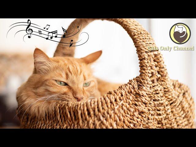 Calming Music for Cats - Peaceful Piano Music with Cat Purring Sounds