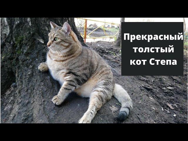 Супер толстый кот Степа. Фотоподборка.