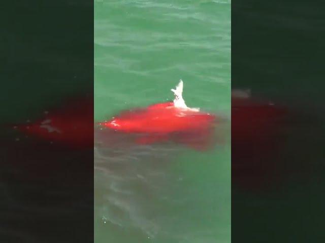 Bloody Hammerhead Shark Attack