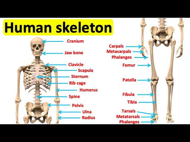 The skeletal system  | Bones of the human body