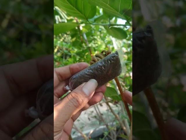 cangkok Bonsai Sancang Pelintiran premna microphylla split trunk