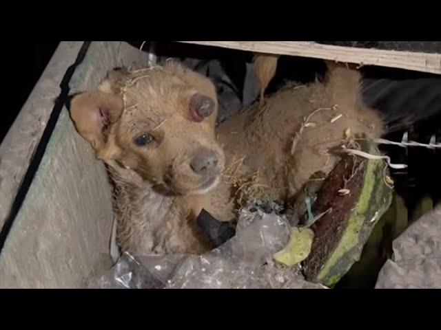 His four legs were unable to move, the poor puppy lay helplessly in the trash with an injured eye