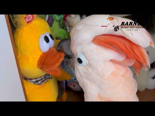 Barney finally noticed Yellow Duck! Extra Bonus Length video! 