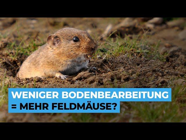 Weniger Bodenbearbeitung, mehr Zwischenfrüchte - dafür auch MEHR Feldmäuse?