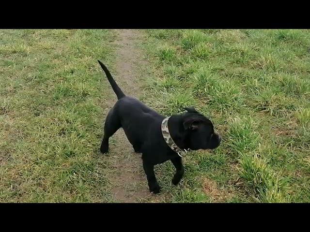 Staffordshire Bull Terrier, Staffik, Great Gatsby Bullparraben