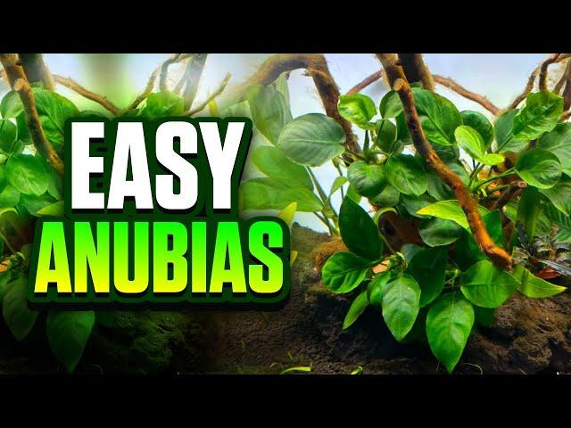 7 Beautiful Types Of Anubias For Your Planted Tank! (Beginner-Friendly Plants)