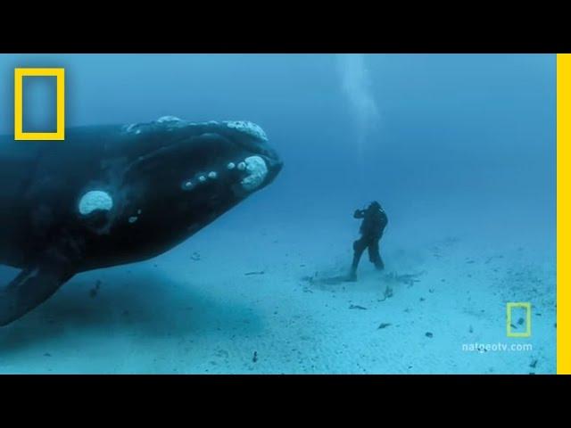 Close Encounters of the Giant Kind | National Geographic