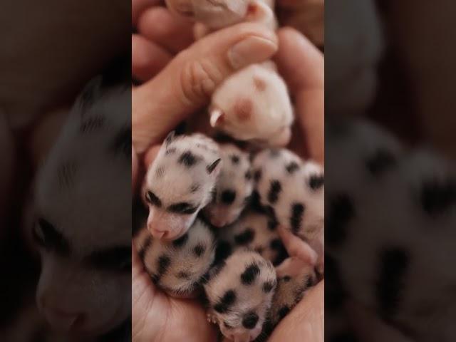 Free Footage! Miniature Baby Animal Magic on Gentle Hands