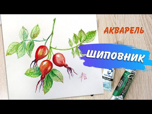 Шиповник. Рисование акварелью. Watercolor Painting.